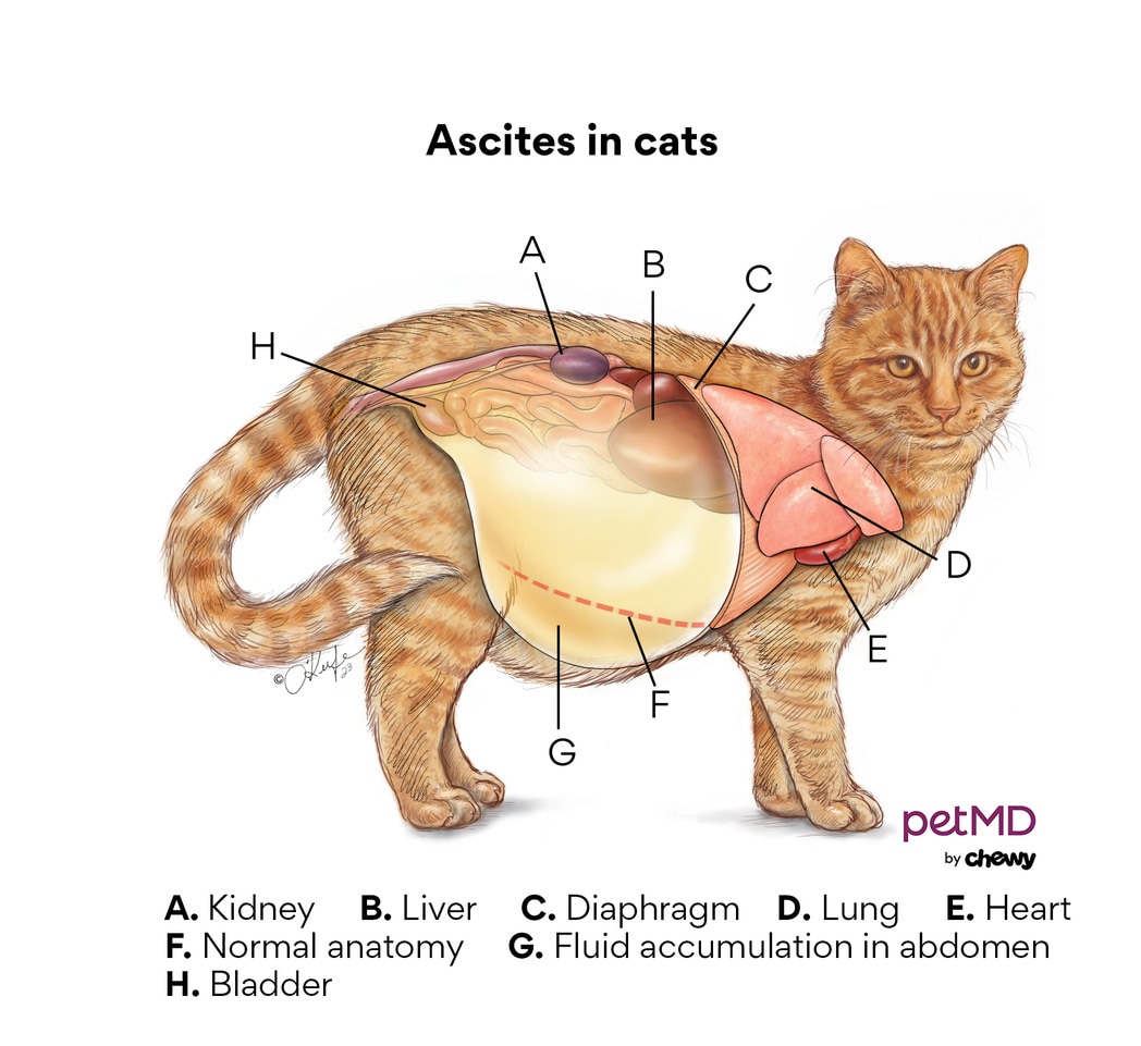 Female cat clearance pouch